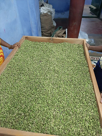 Green Cardamom